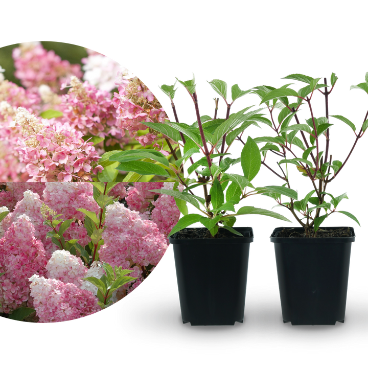 Rispenhortensien-Duo Rosa (2er Set)