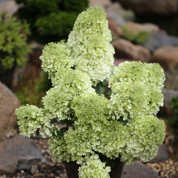 Weiß-grün blühende Rispenhortensie