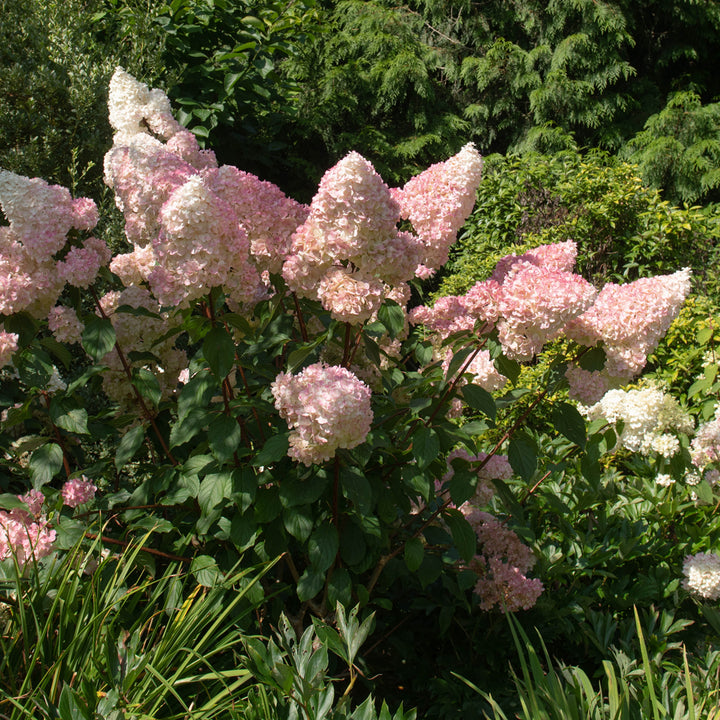 Rosa blühende Rispenhortensie