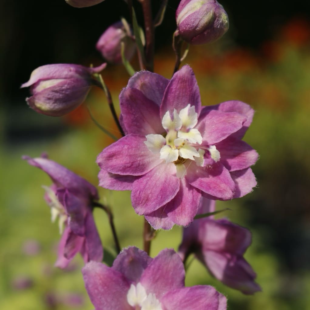 Rittersporn 'Astolat' Rosa