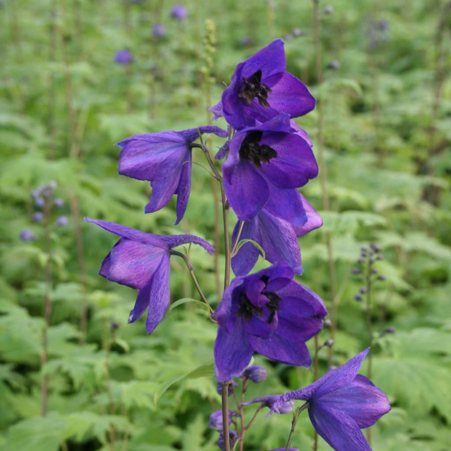 Rittersporn 'Black Knight' Blau