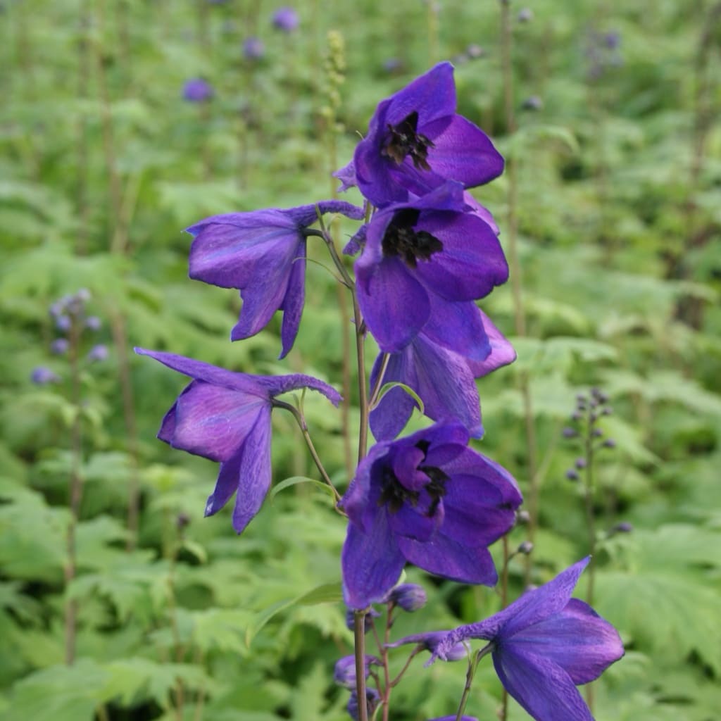 Rittersporn 'Black Knight' Blau