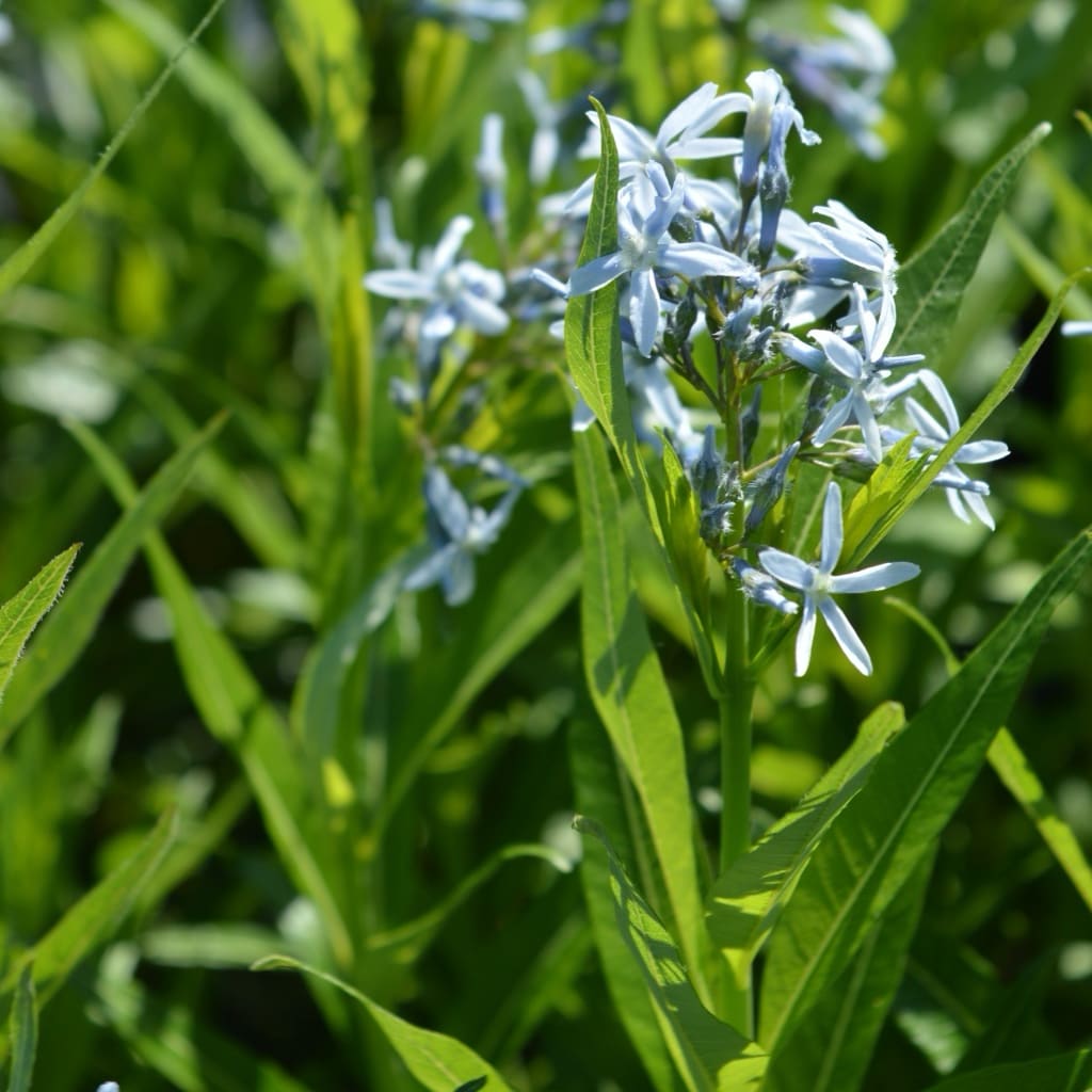 Röhrenstern Blau