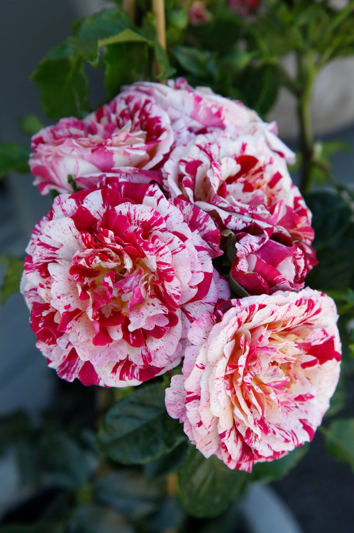 Rosa Abracadabra®