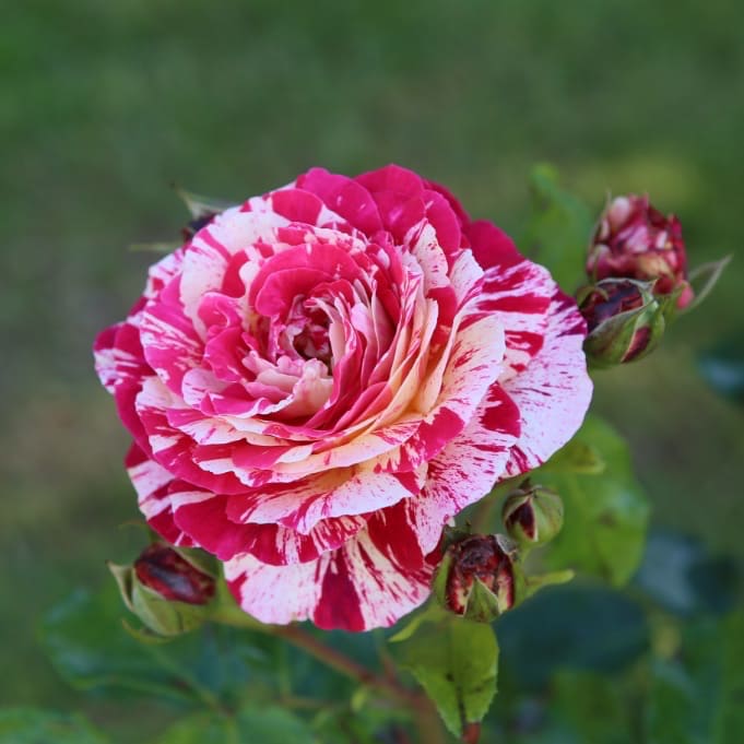 Rosa Abracadabra®