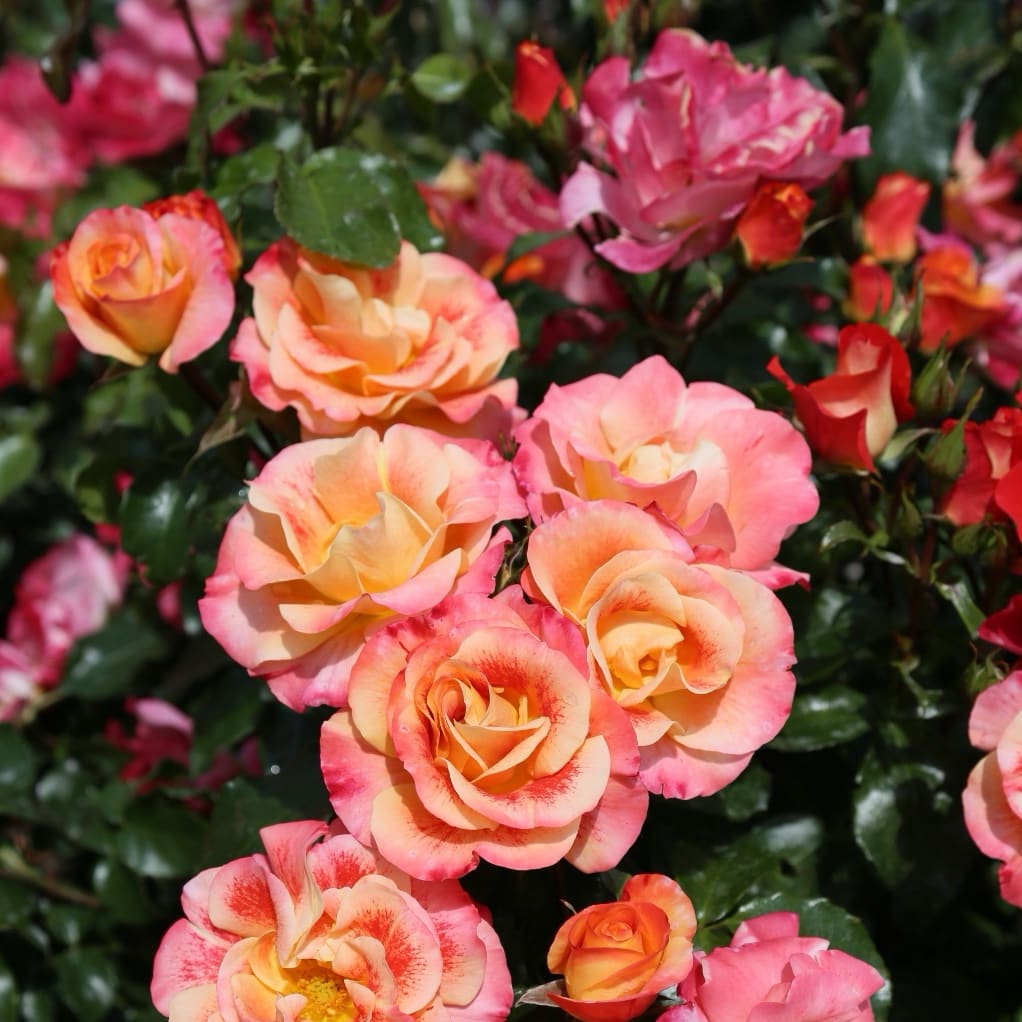 Rosa Airbrush®