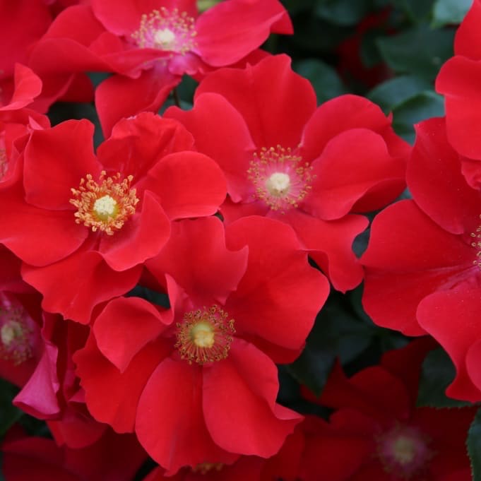 Rosa Alexander von Humboldt