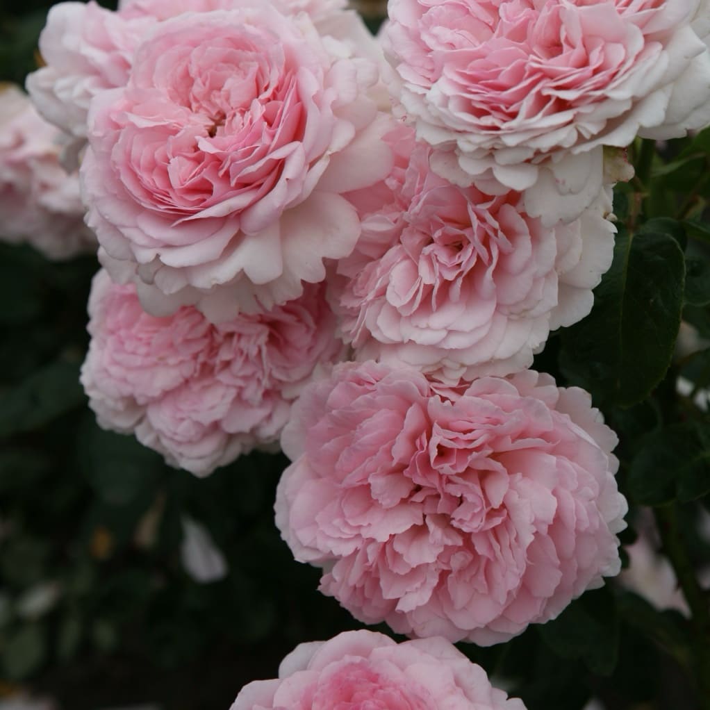 Rosa Alexandra® - Princesse de Luxembourg
