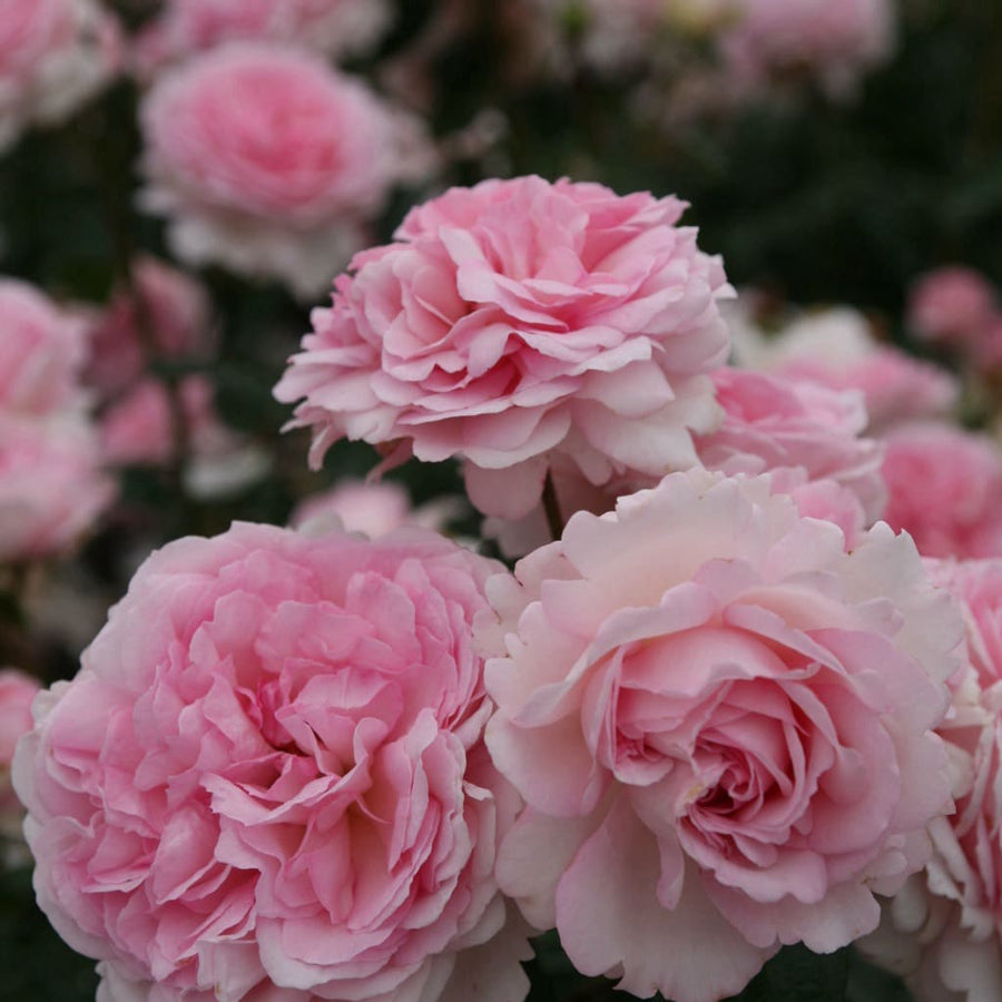 Rosa Alexandra® - Princesse de Luxembourg