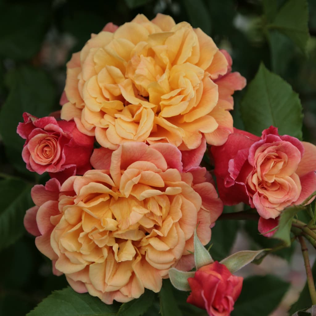 Rosa Aloha®