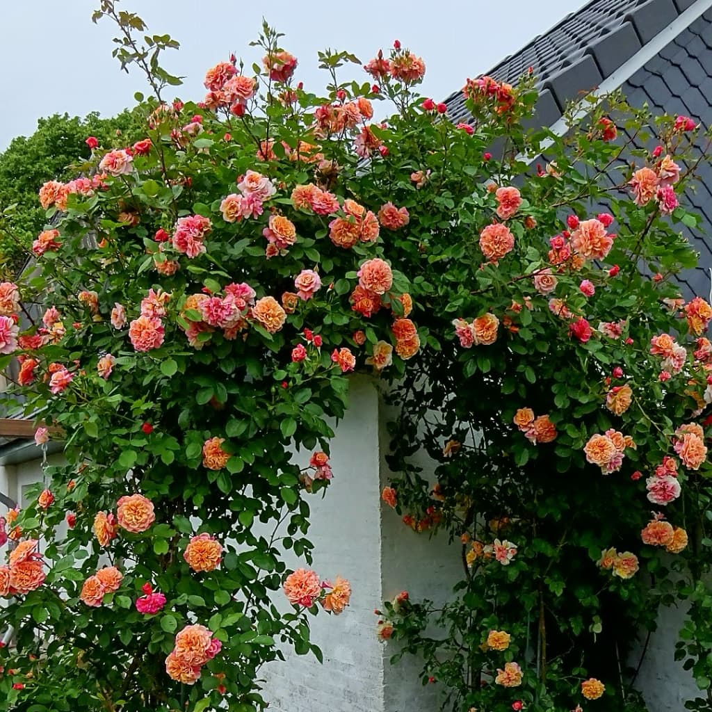 Rosa Aloha®