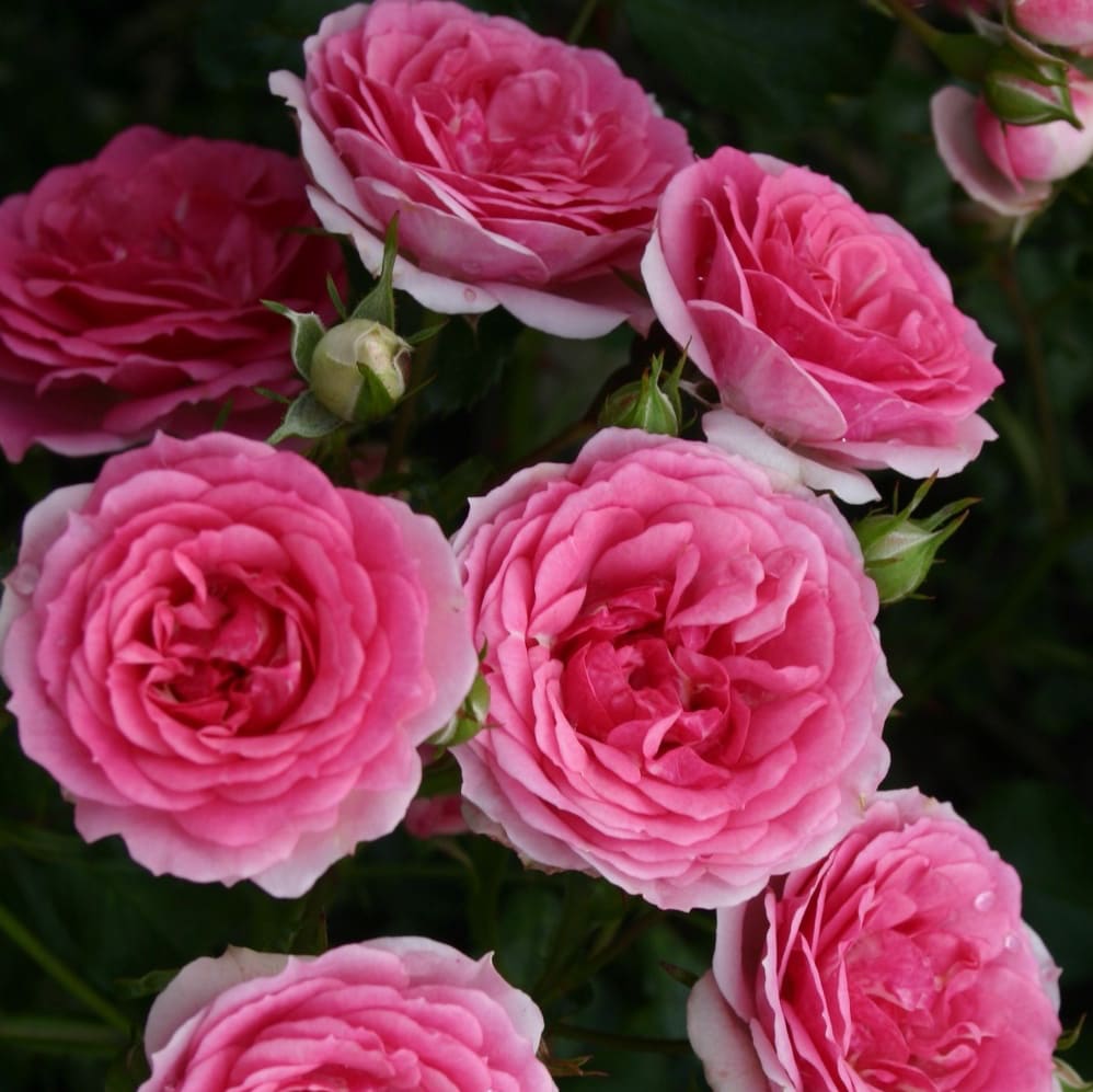 Rosa Amica®