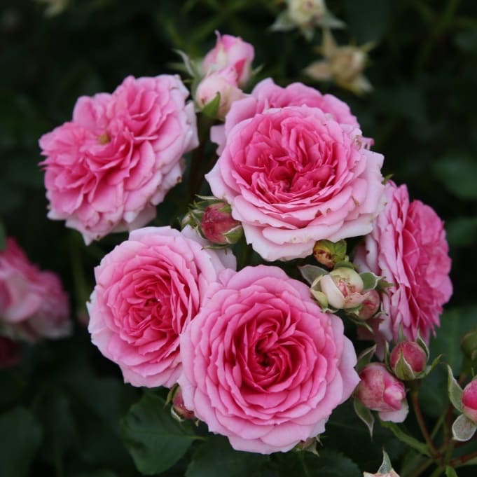Rosa Amica®
