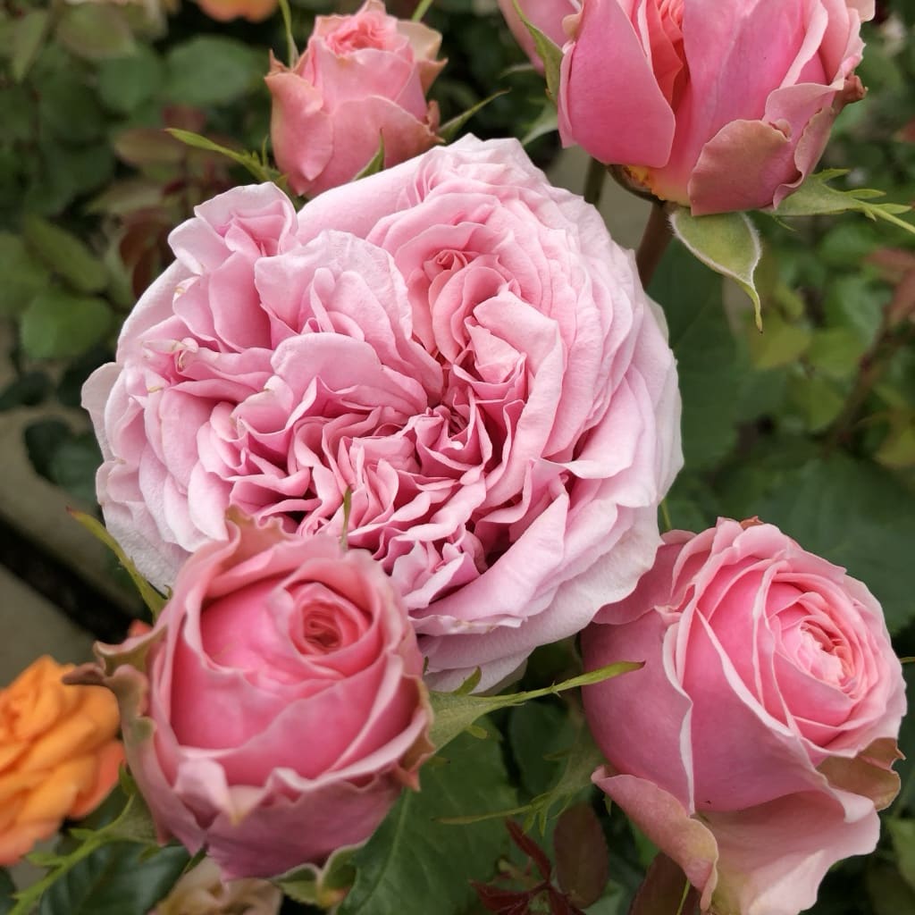 Rosa Amorosa®