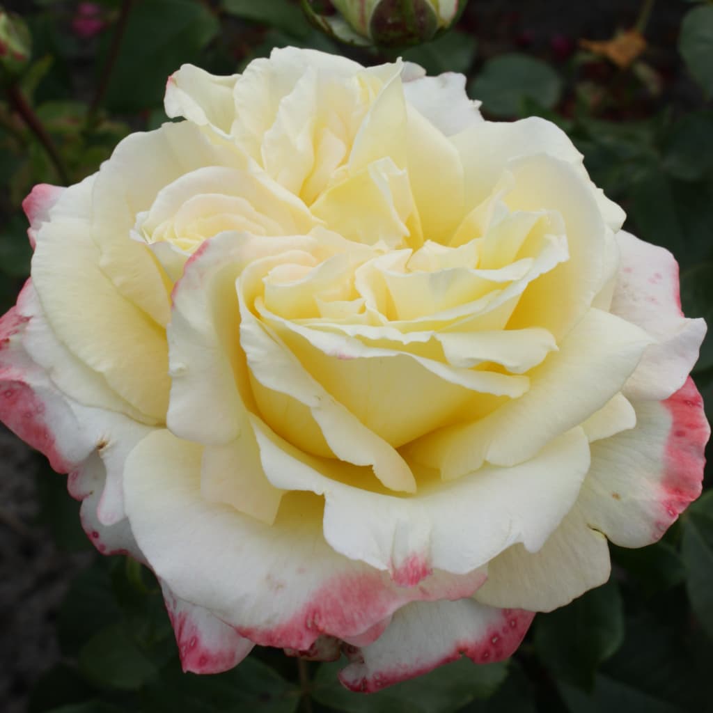 Rosa Athena®