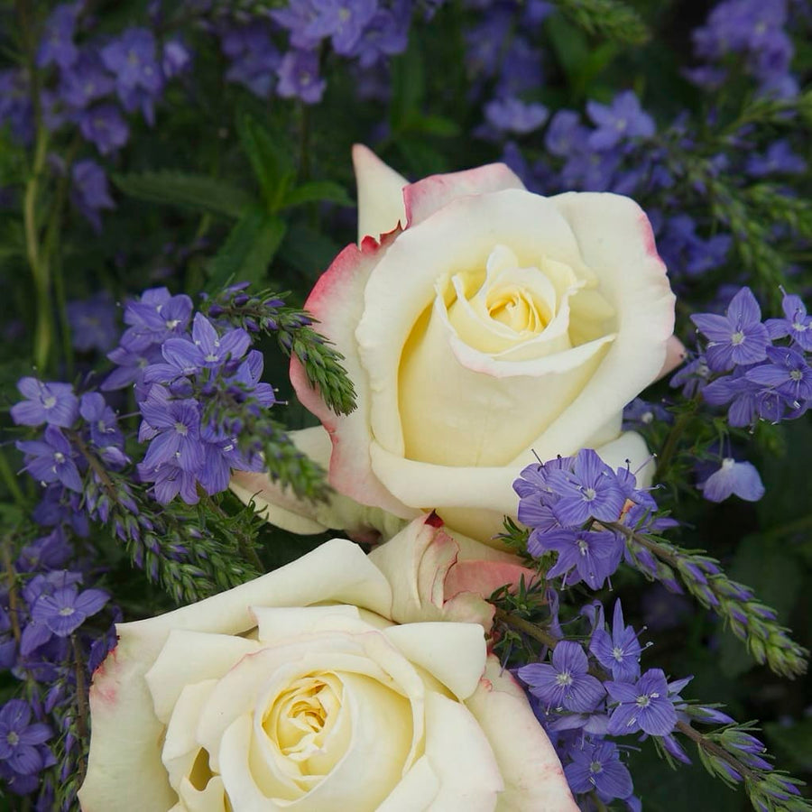 Rosa Athena®
