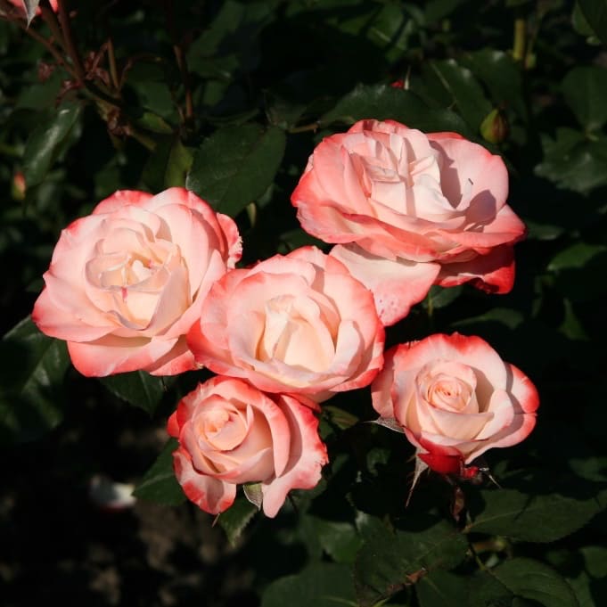 Rosa Auf die Freundschaft