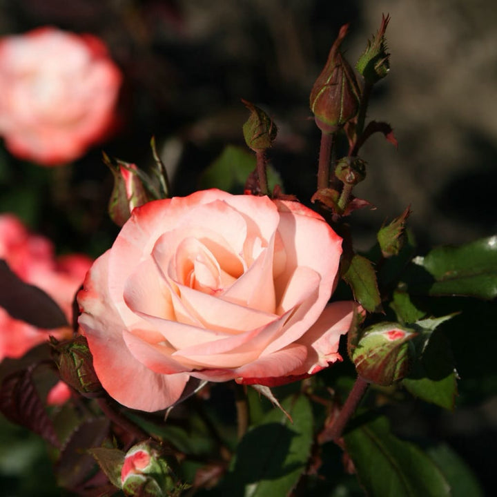 Rosa Auf die Freundschaft