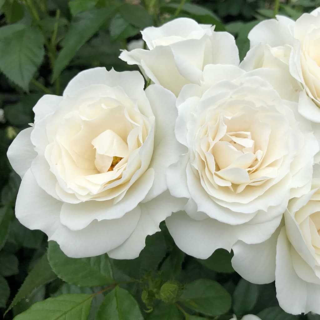 Rosa ‚Baby‘ Schneewittchen®
