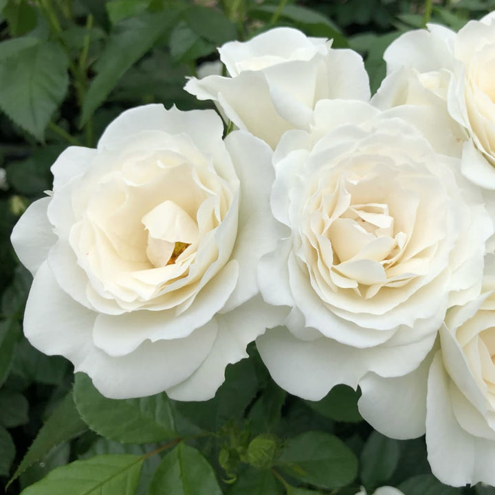 Rosa ‚Baby‘ Schneewittchen®