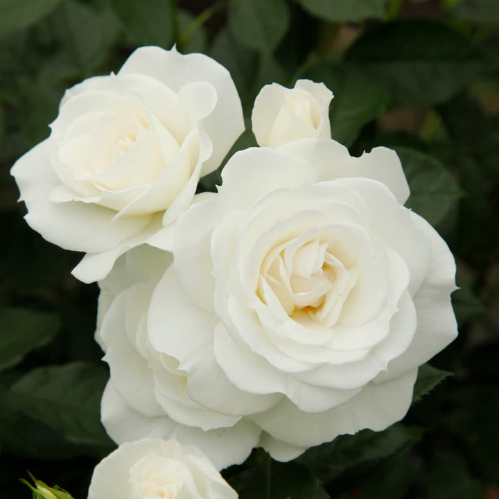 Rosa ‚Baby‘ Schneewittchen®