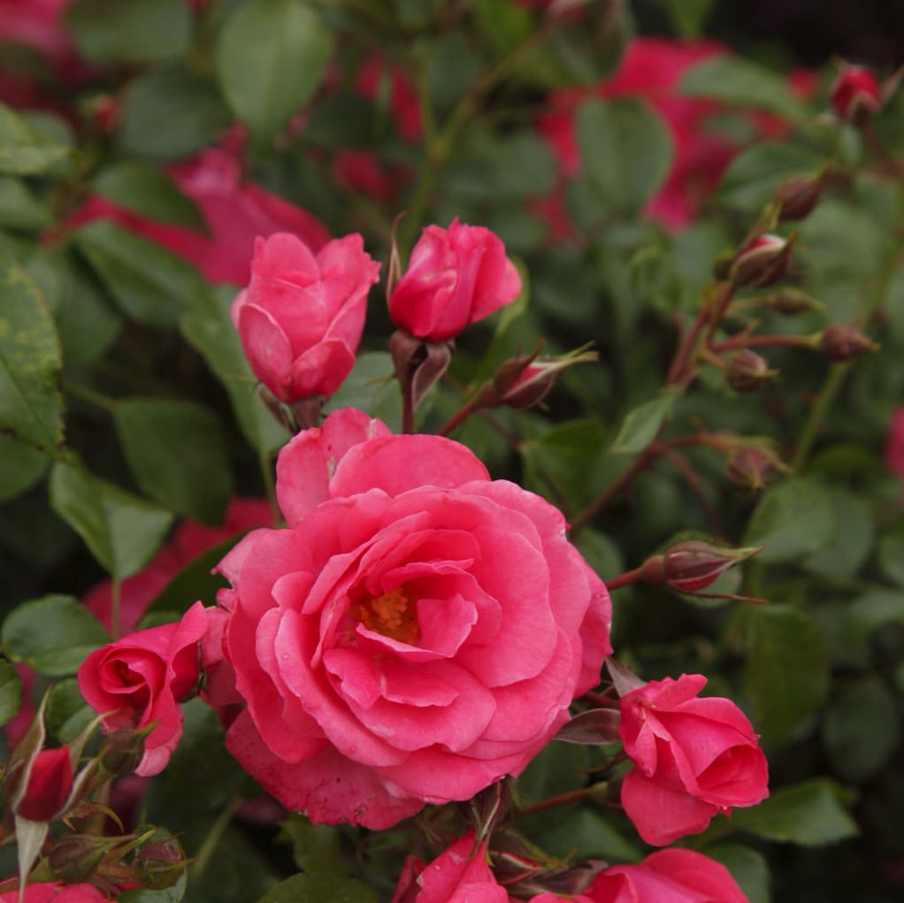 Rosa Bad Birnbach®
