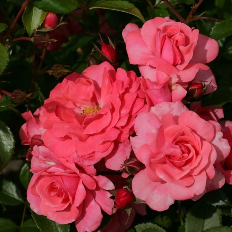 Rosa Bad Birnbach®