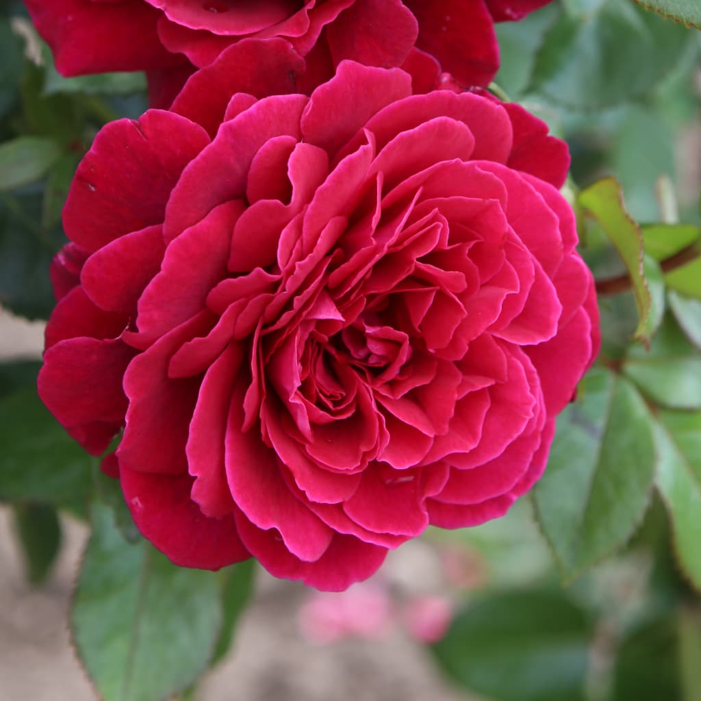 Rosa Bellevue®