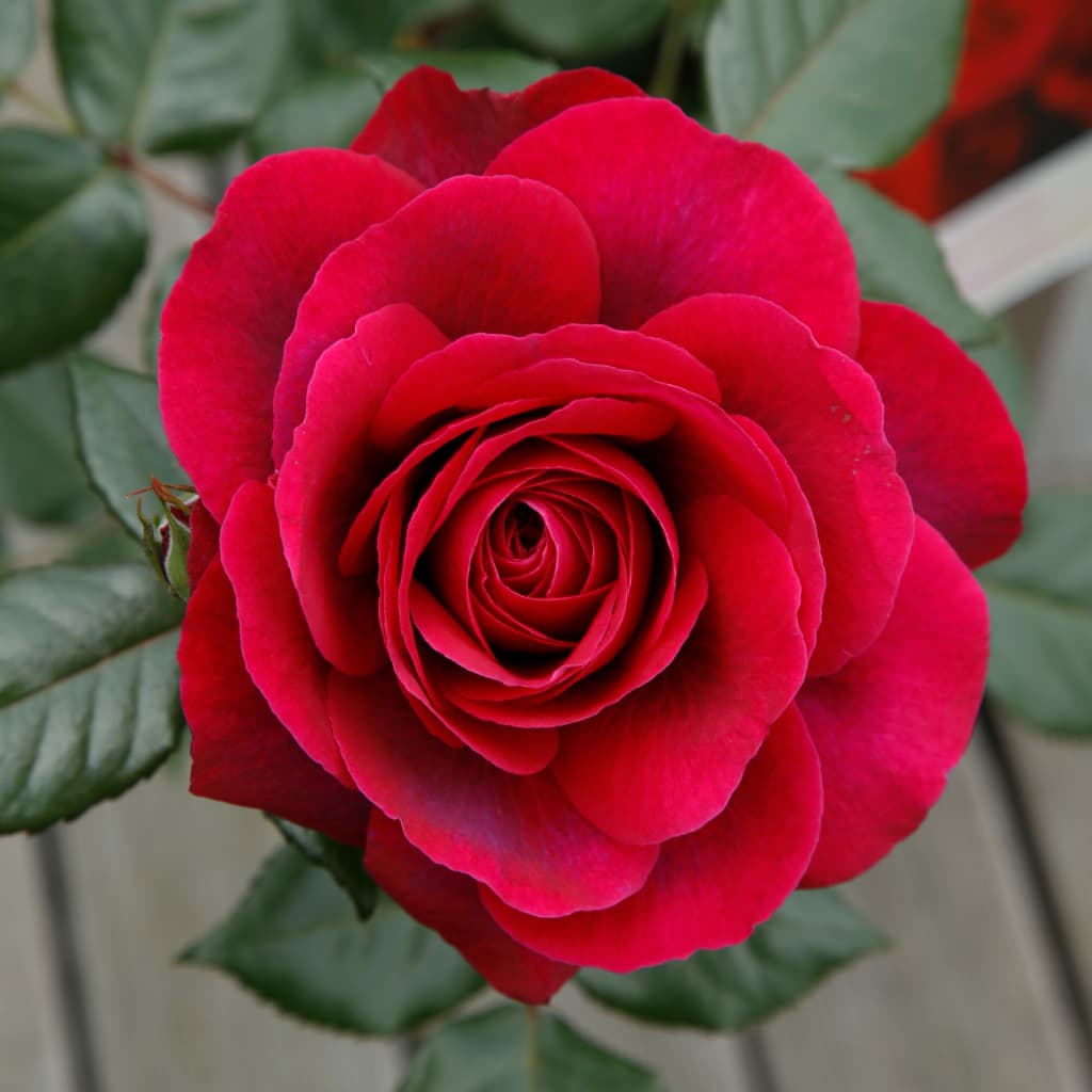 Rosa Bellevue®