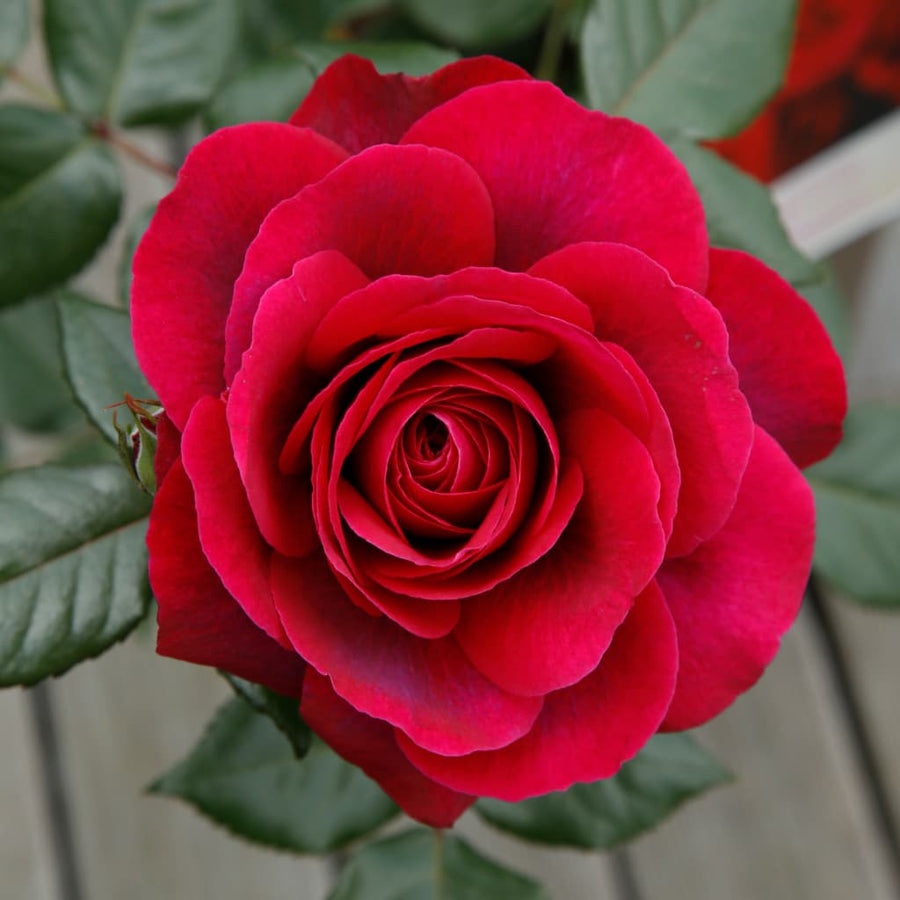 Rosa Bellevue®