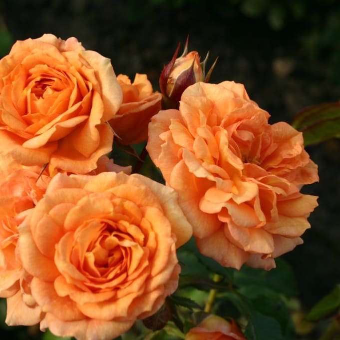 Rosa Bentheimer Gold®