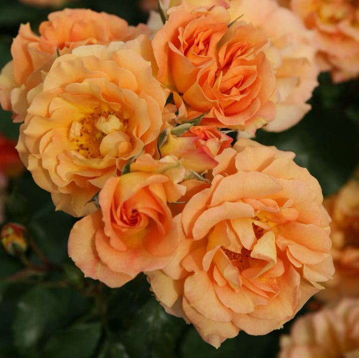 Rosa Bentheimer Gold®
