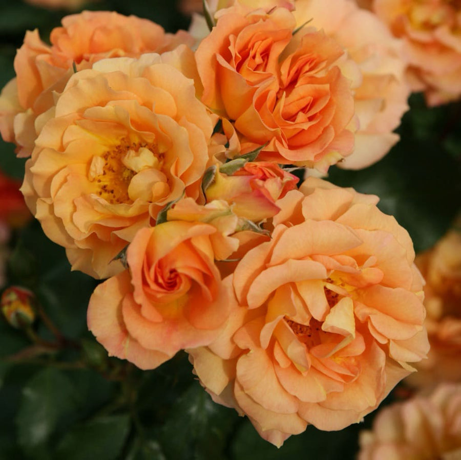 Rosa Bentheimer Gold®