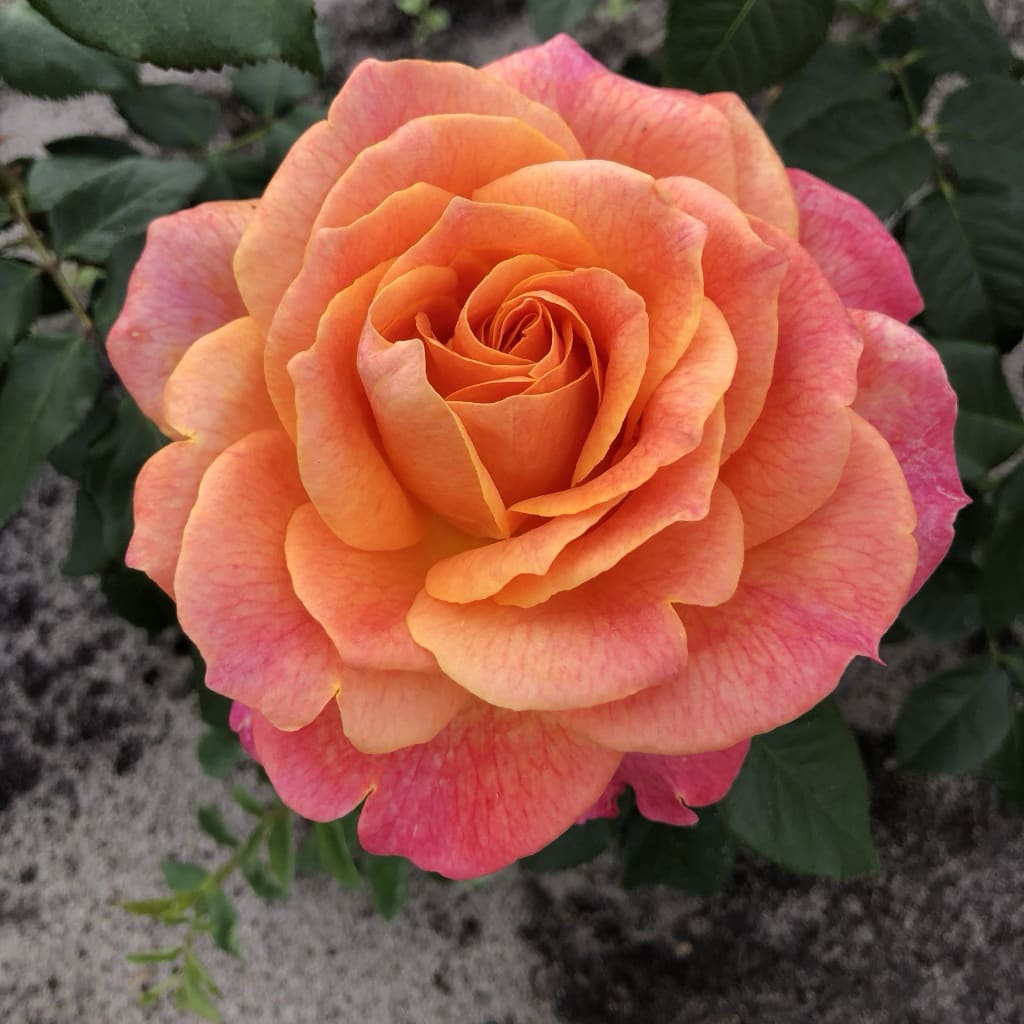 Rosa Better Times®