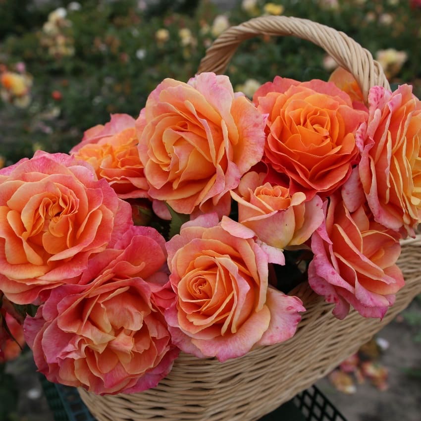 Rosa Better Times®