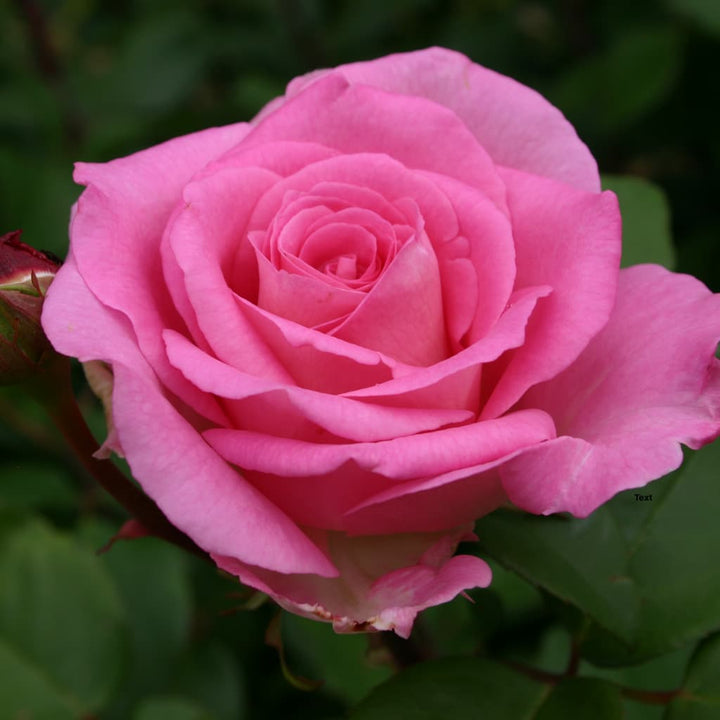 Rosa Beverly®