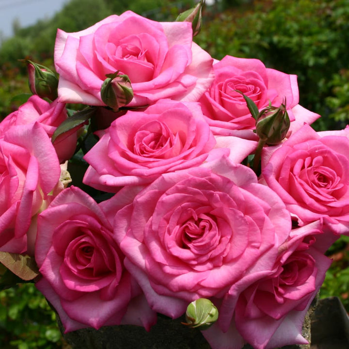Rosa Beverly®