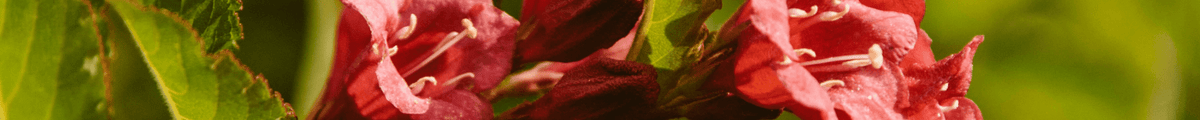 Rosa blühende Kübelpflanzen