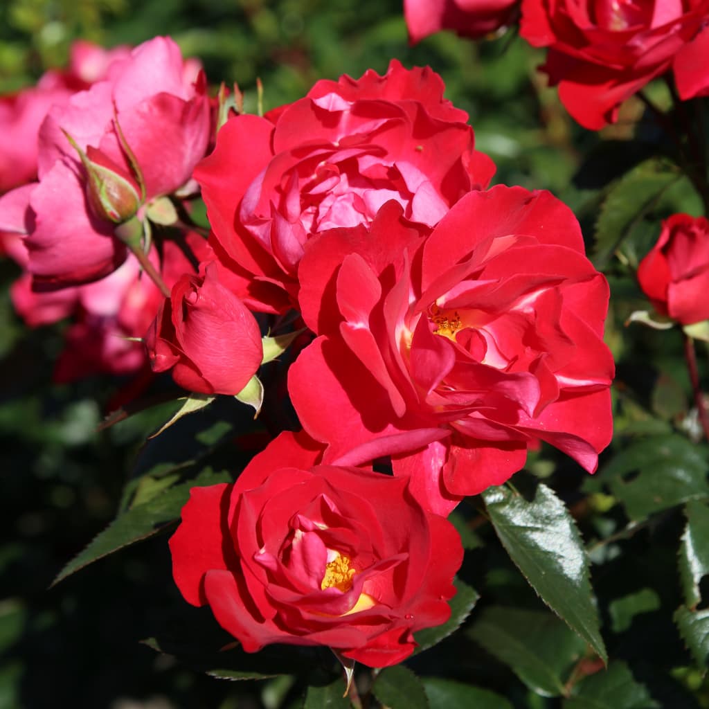 Rosa blütenRhein®
