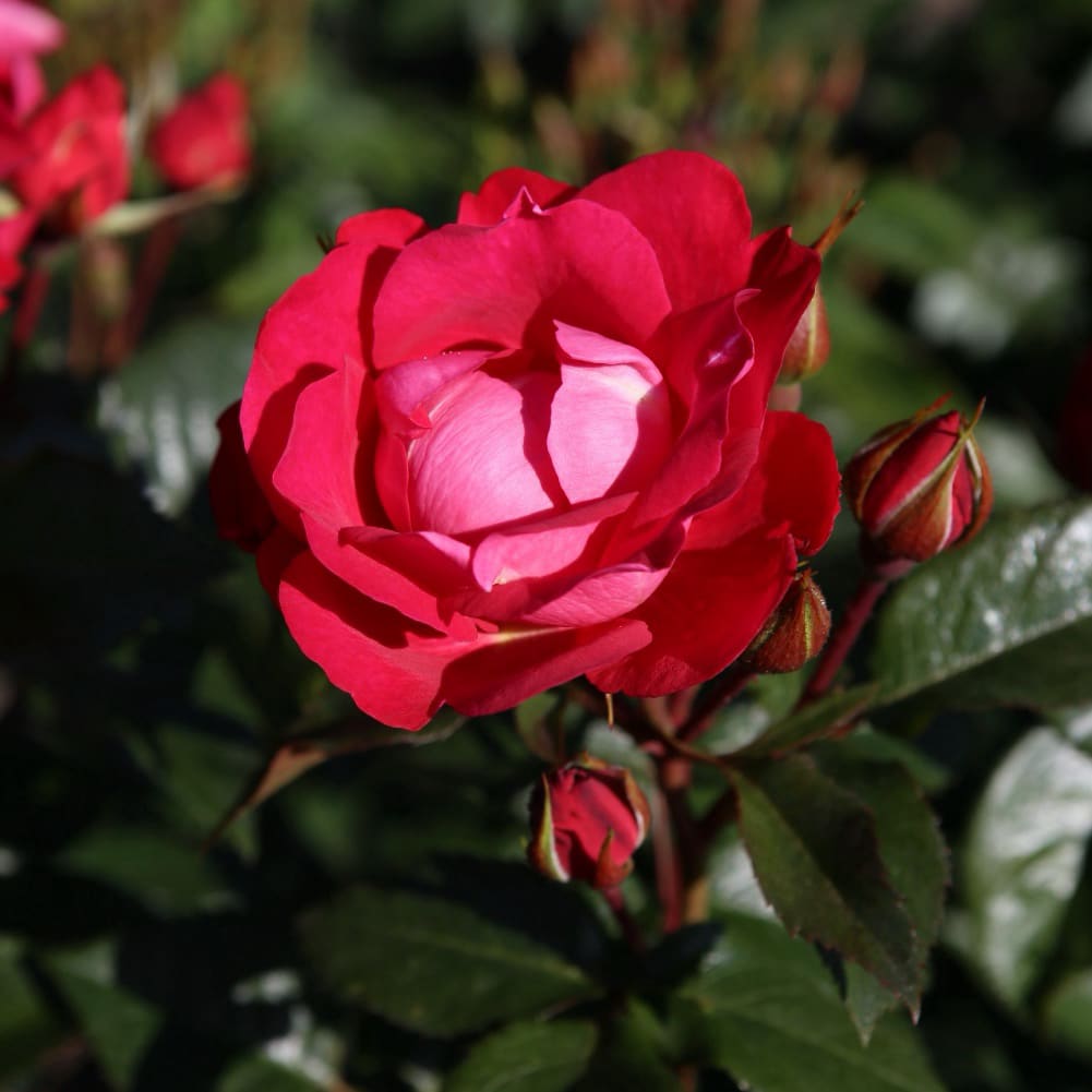 Rosa blütenRhein®