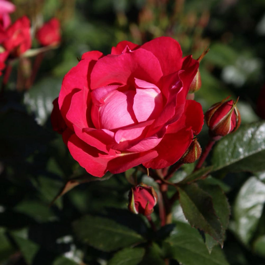Rosa blütenRhein®