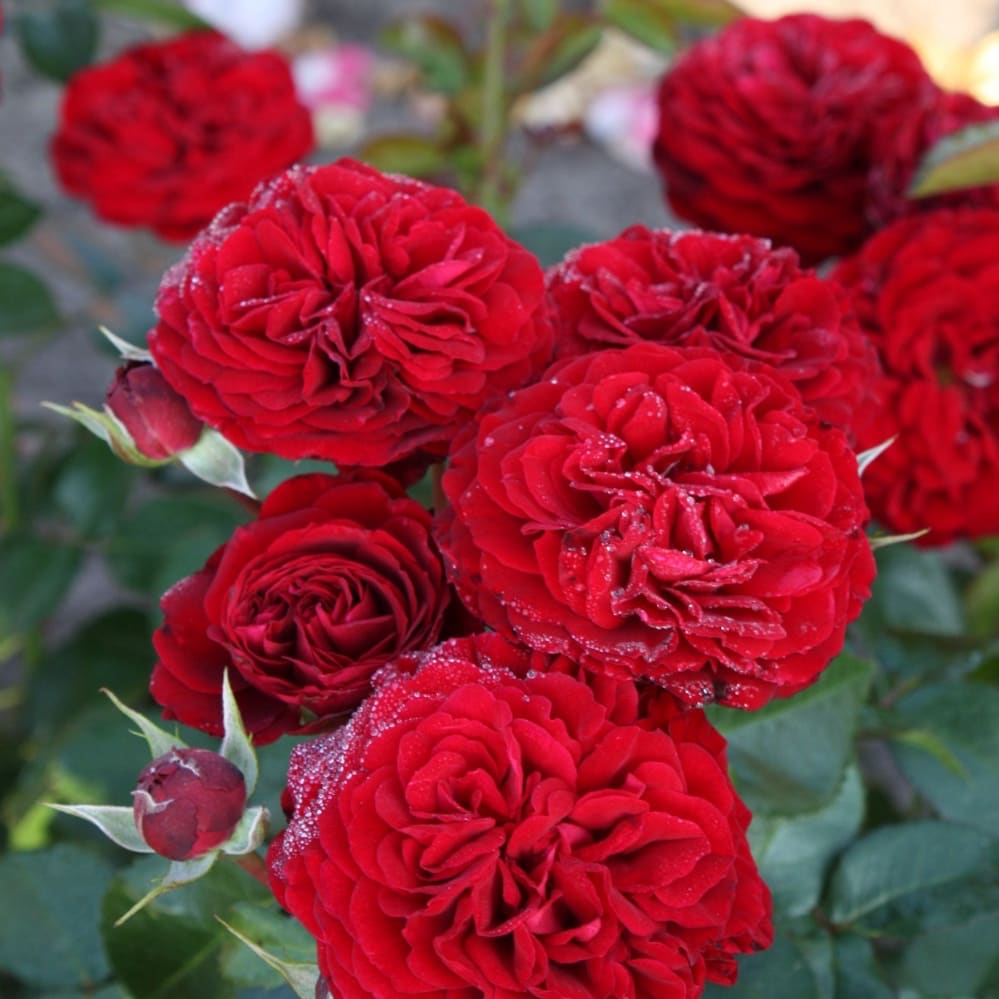 Rosa Bordeaux®