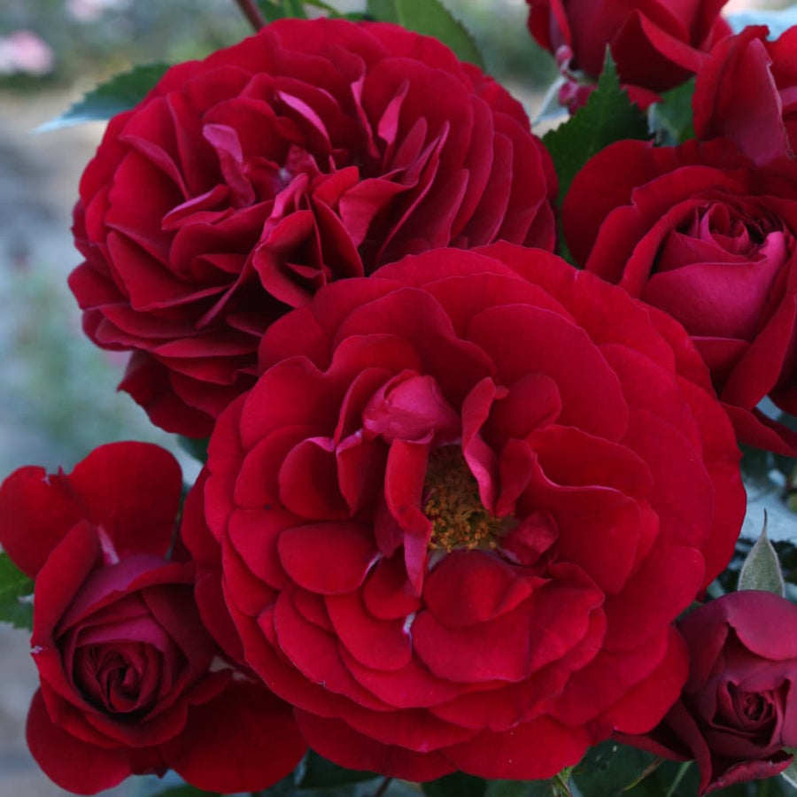 Rosa Bordeaux®