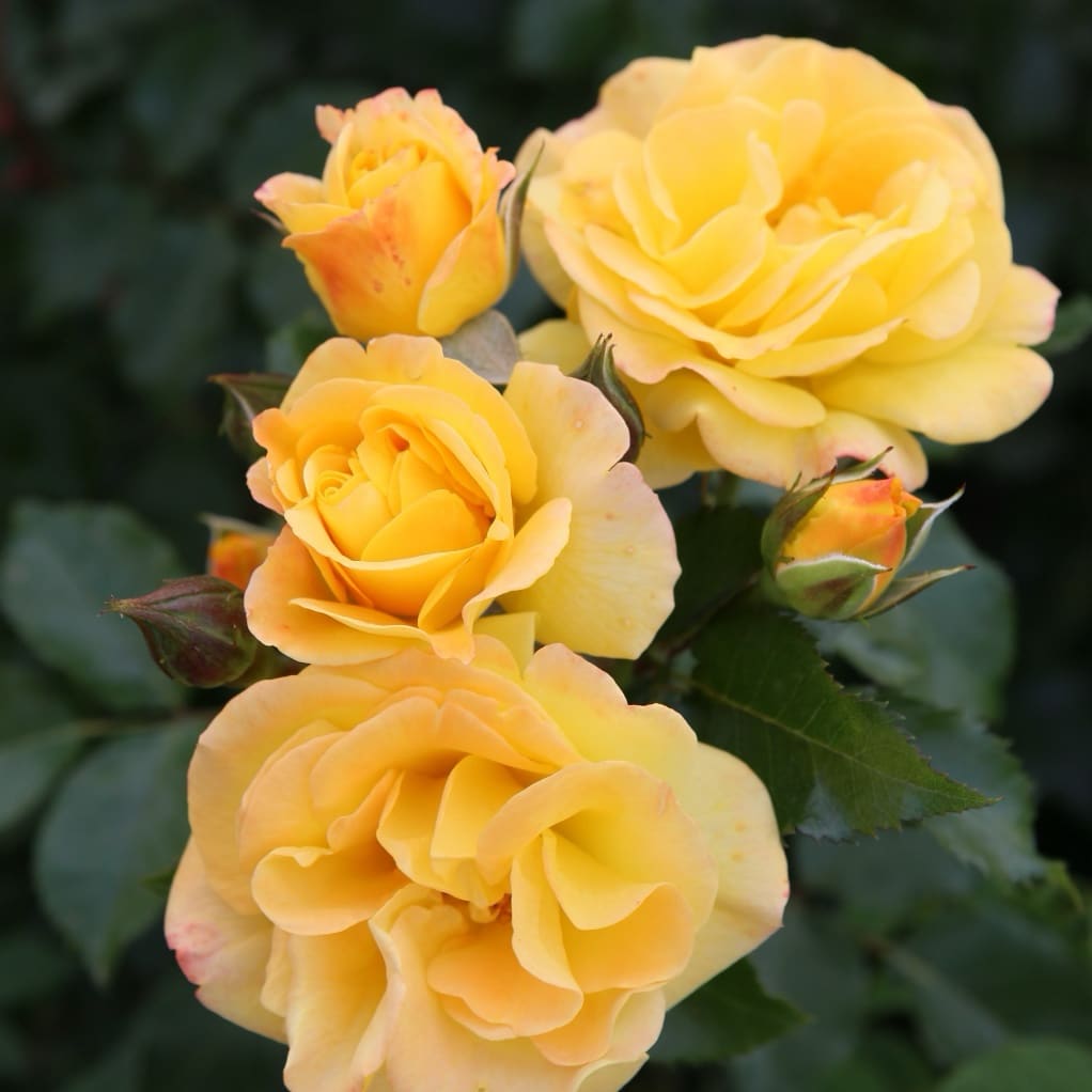 Rosa Bright Smiles®