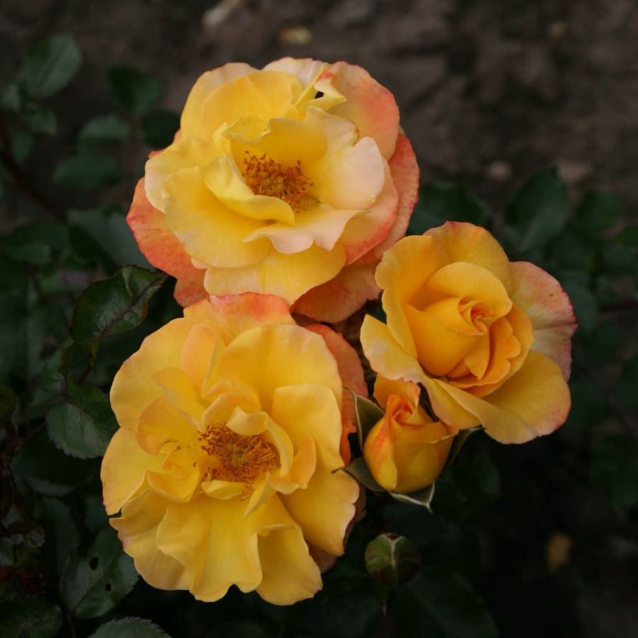 Rosa Bright Smiles®
