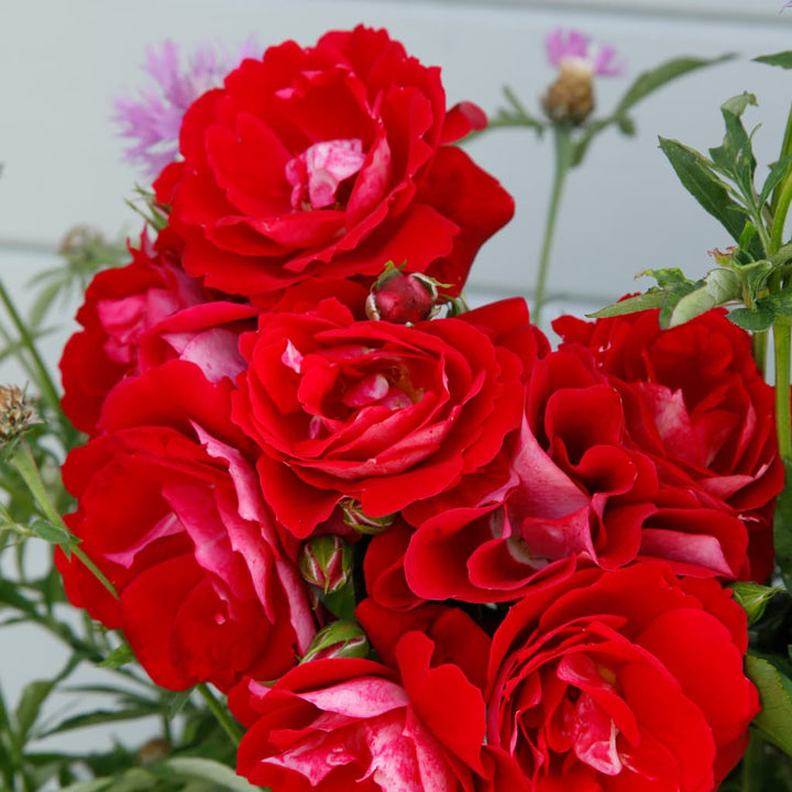 Rosa Caracho®