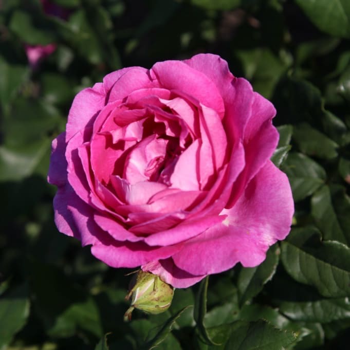 Rosa Carmen Würth