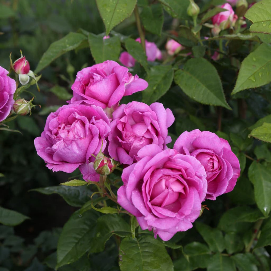 Rosa Carmen Würth