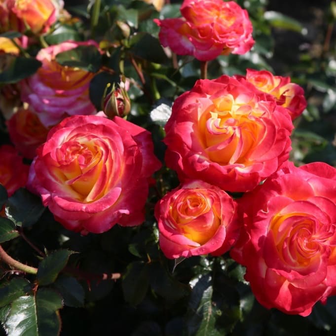 Rosa Casino®