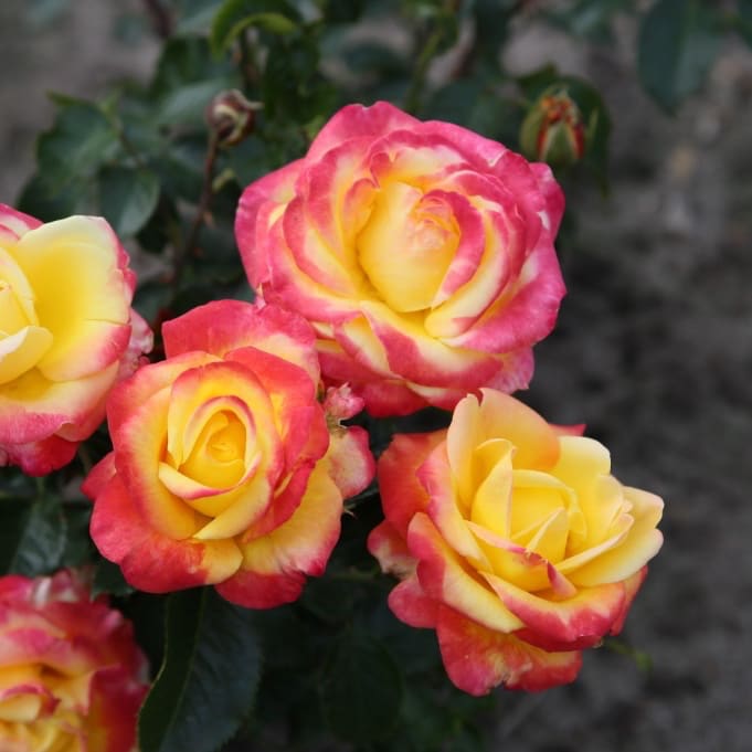 Rosa Casino®